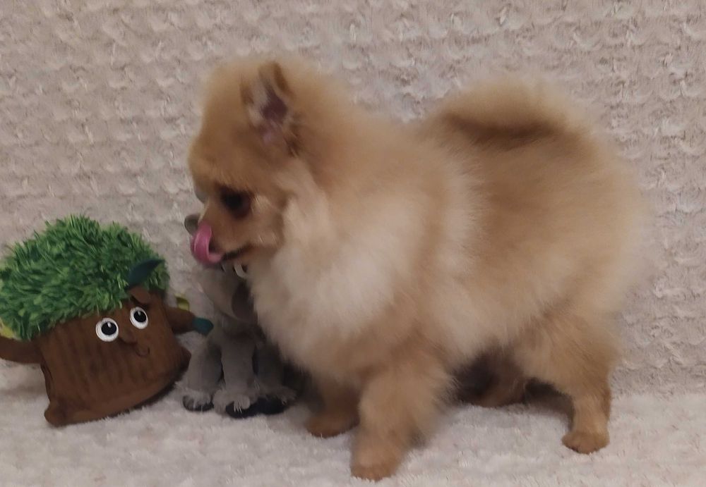 Szpic Miniaturowy (Pomeranian) - piękny piesek