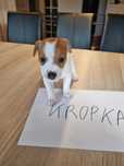 REZERWACJA Śliczna KROPKA Jack Russell Terrier, odbiór od 25 sierpnia