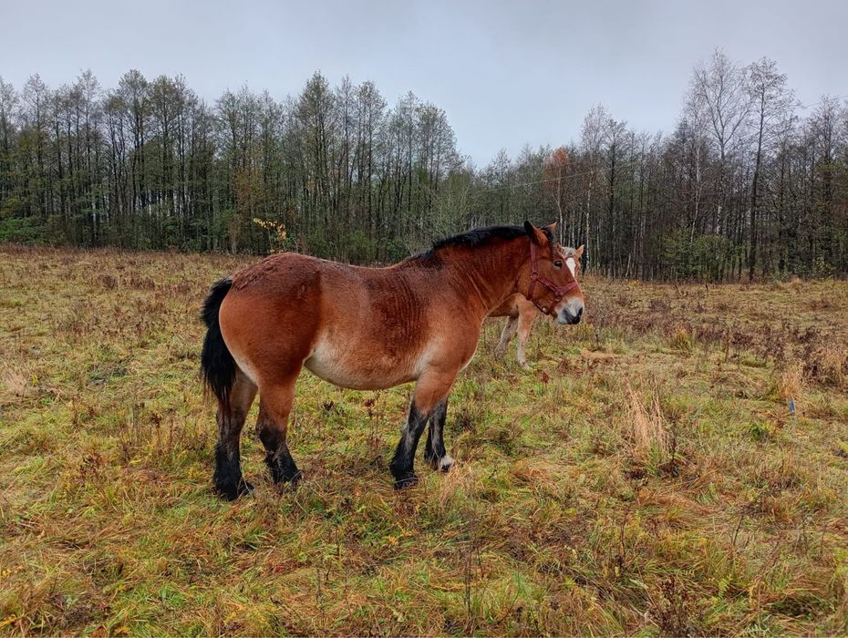 Konie klacze ogiery zimnokrwiste