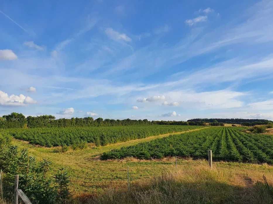 Jodła Kaukaska Cięta 175-250 cm/ 200-300cm - TuChoinki.pl doniczka