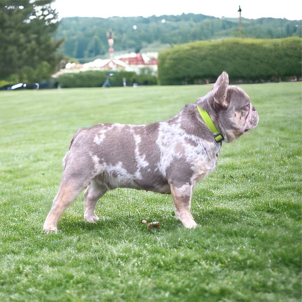 Buldog izabella-tan merle z gen.fluffy