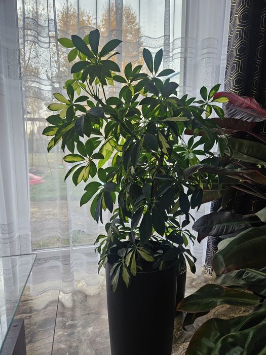 Kwiat Schefflera