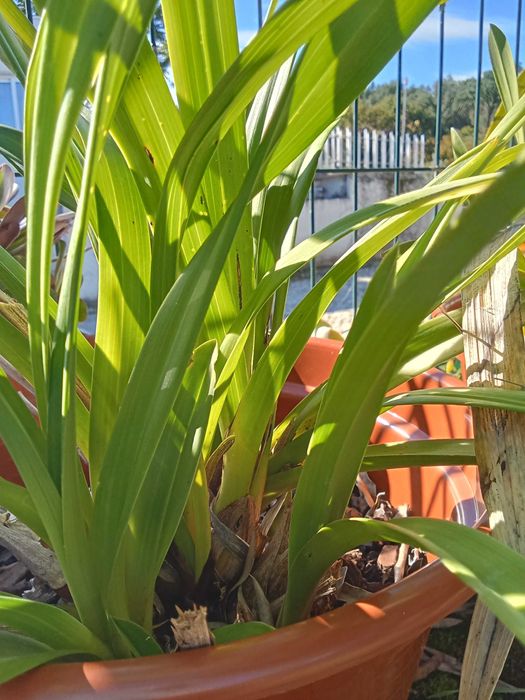 Orquídeas raras em vaso