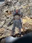 Ybyrapora diversipes samica 2dc