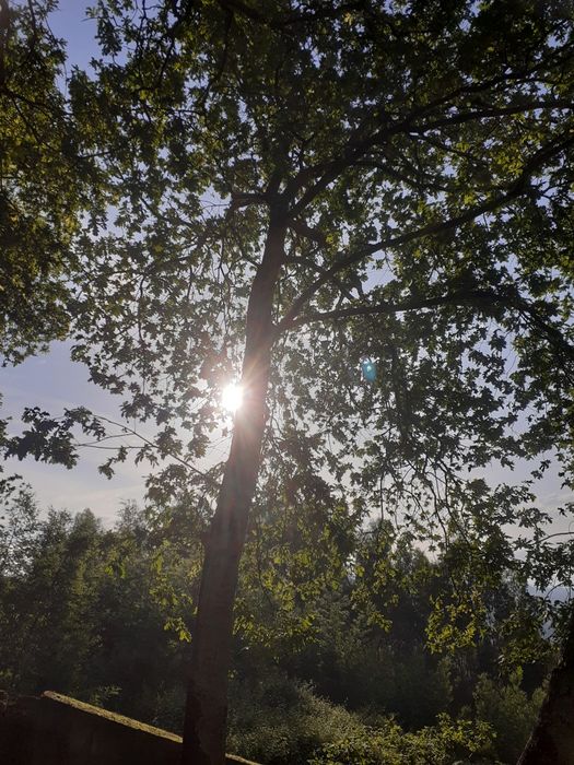 Árvores de carvalho