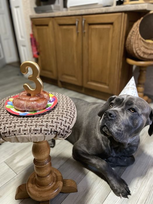 Вязка  злучка коне корсо голубий окрас   гарна родословна