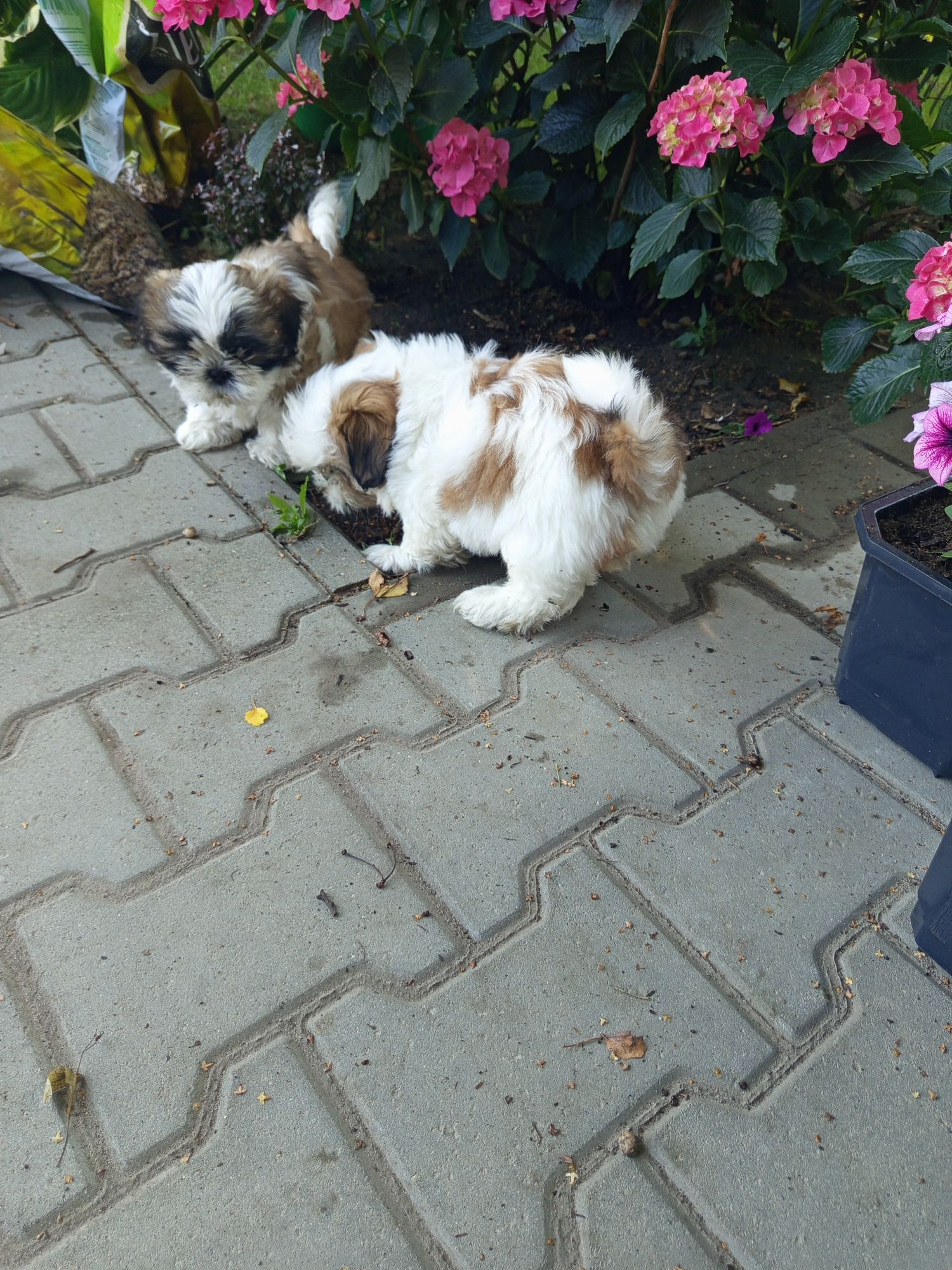 Śliczny piesek shih-tzu z rodowodem
