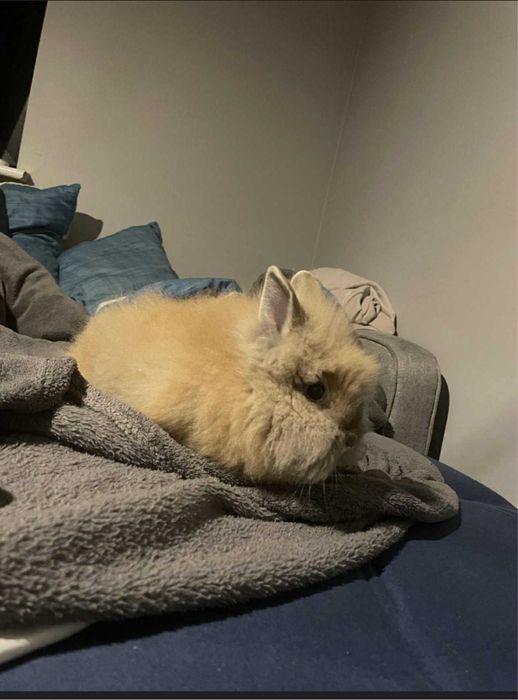 Oddam krolika miniaturke w dobre rece