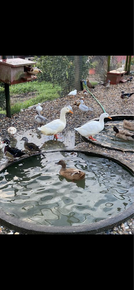 Patos de Pequim adultos prontos a reproduzir.