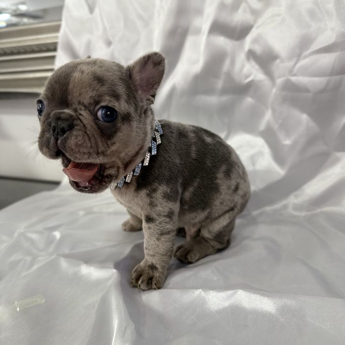 Menino Buldog Frances