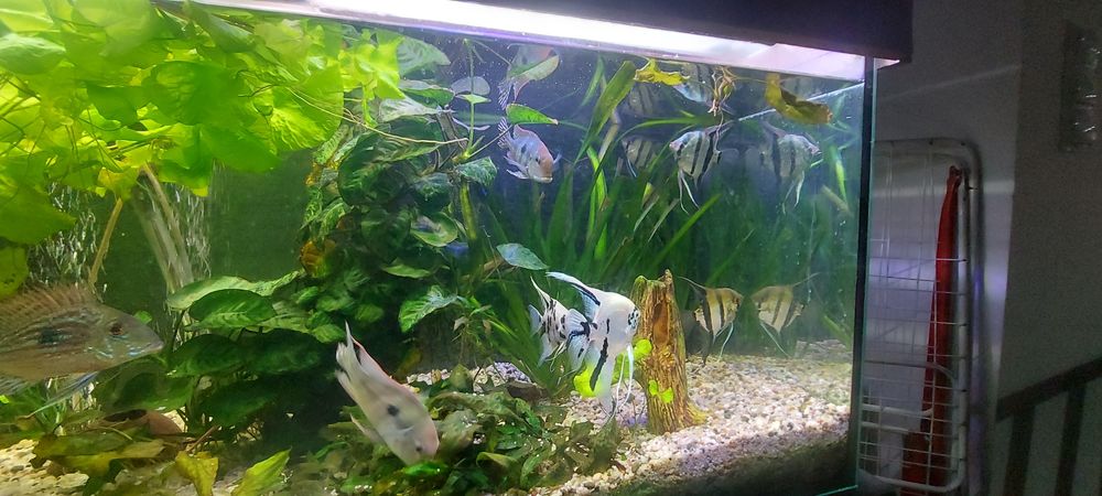 Akwarium 300 litrów