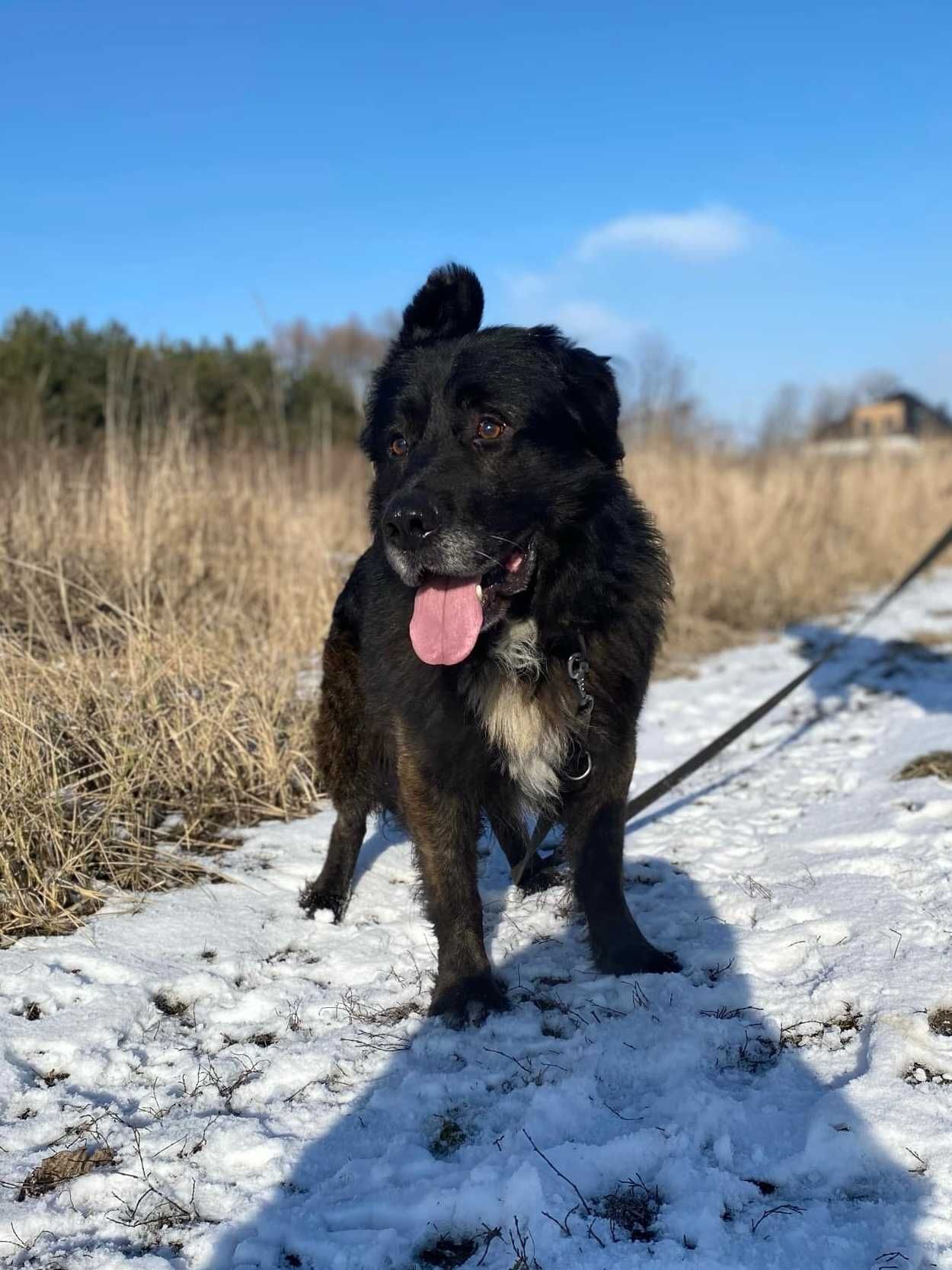 Uszek duży pies do adopcji Kalisz Wrocław Poznań Lodz