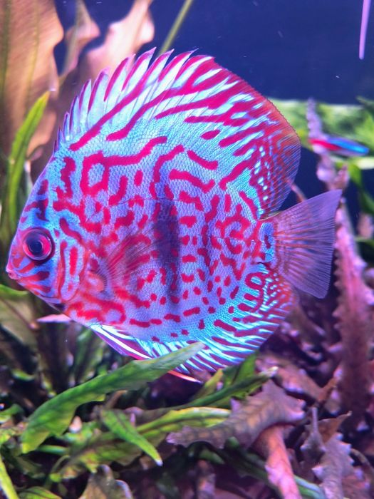 Paletka Red turkus