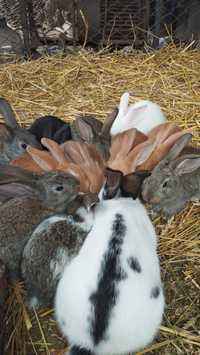 Продам кролики, Кролі молодняк 4-5 місяців