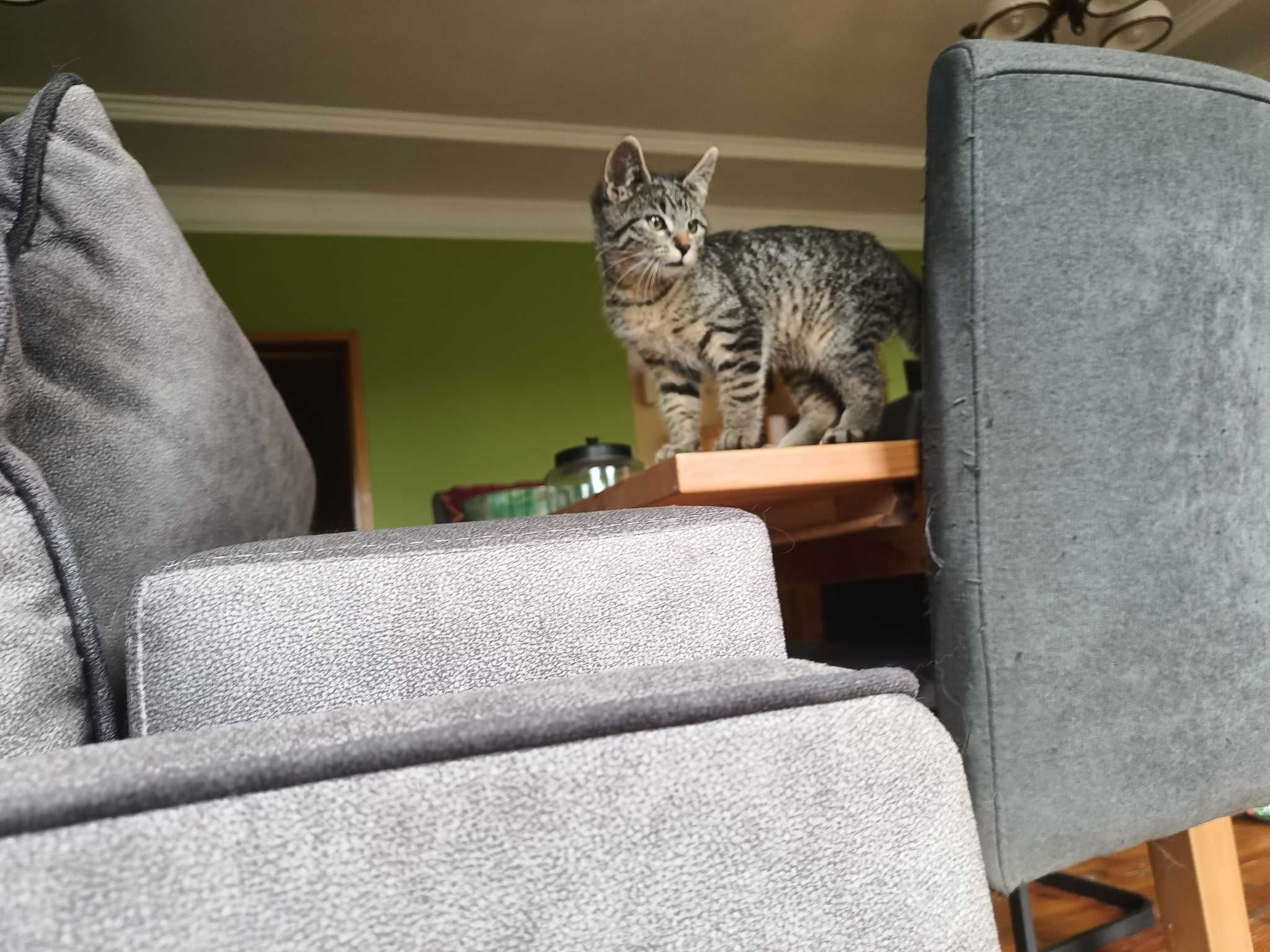 Kot do adopcji - młoda koteczka