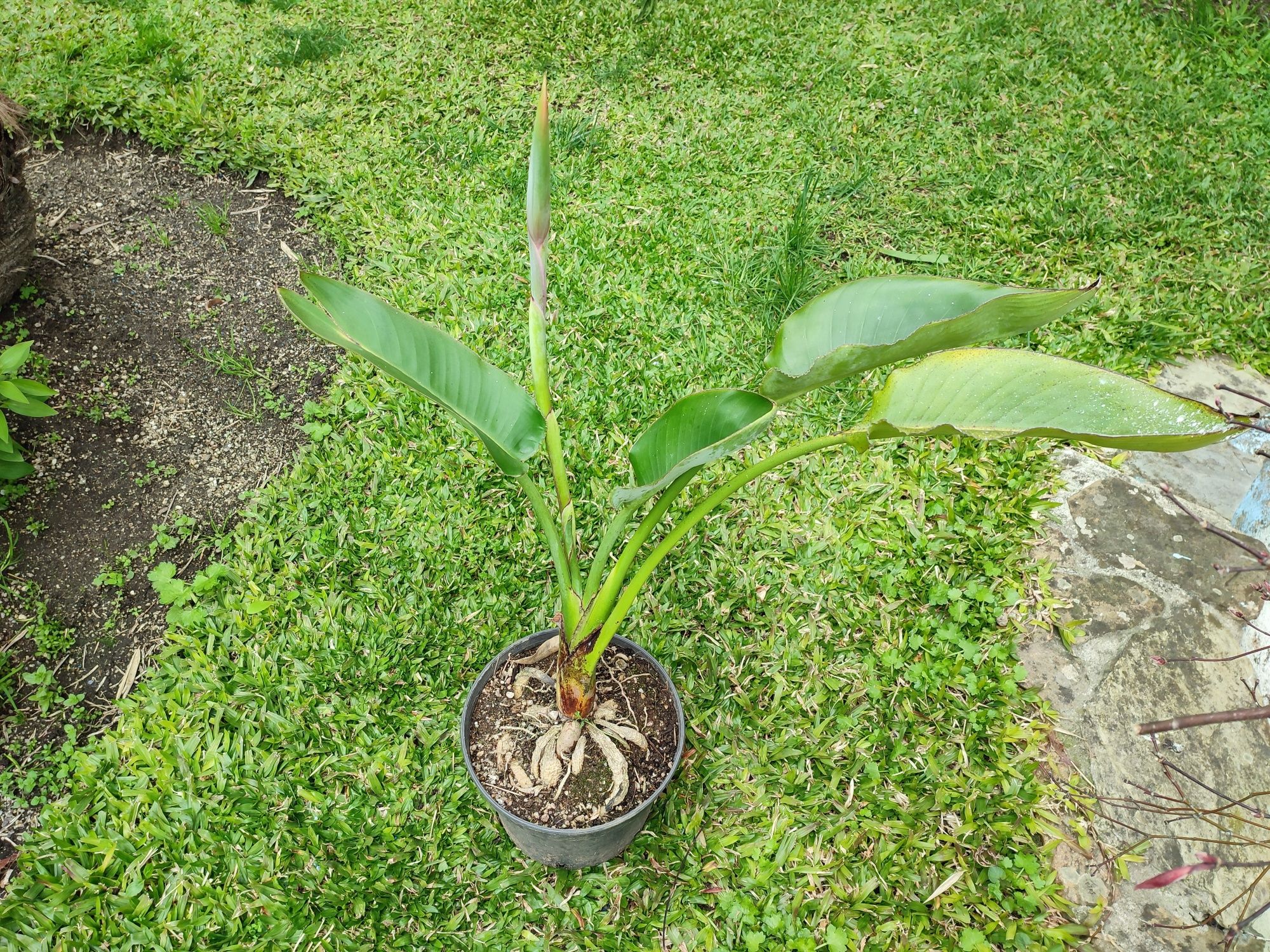 Estrelicias amarelas