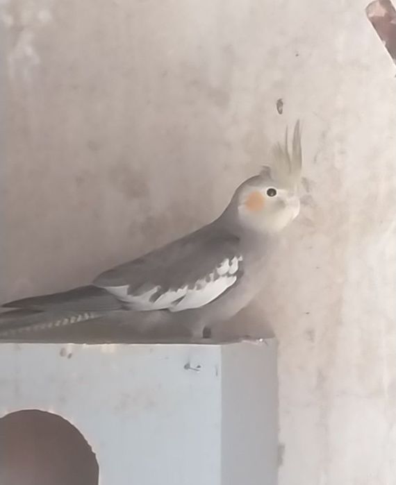 Caturras fêmeas 2025