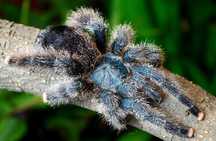 Samica Avicularia metallica WH