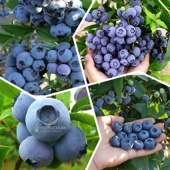 Саженцы Гортензии и Голубики опт и розница Лохина