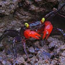 Krab Wampir - Sklep Zoologiczny