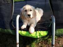 Golden Retriever Piesek
