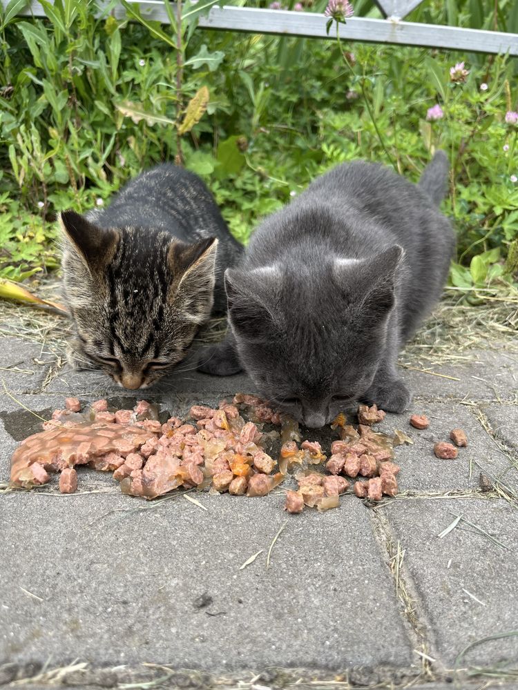 Котик як британець