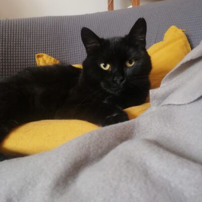 Luna szuka kochającego domu