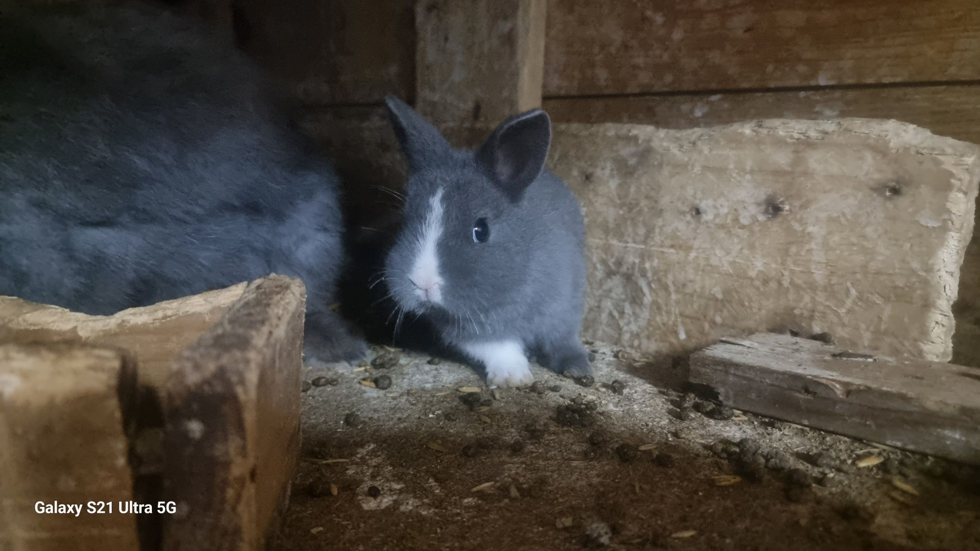 Coelhos anões disponíveis