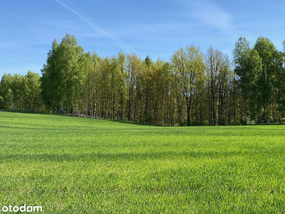 Pojezierze Brodnickie, las, możliwość zabudowy
