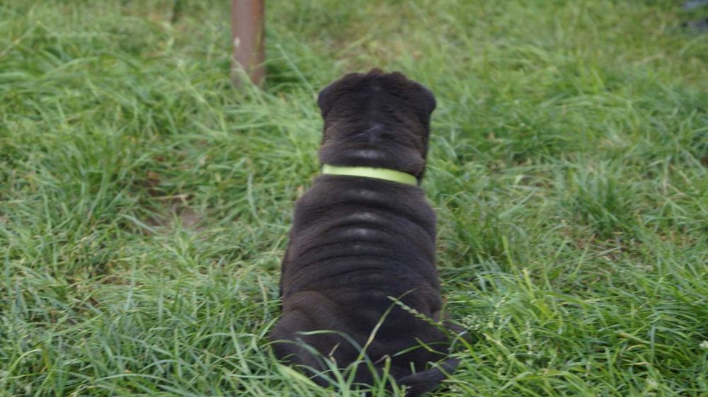 Enzo ,cudny szczeniak Shar Pei z rodowodem
