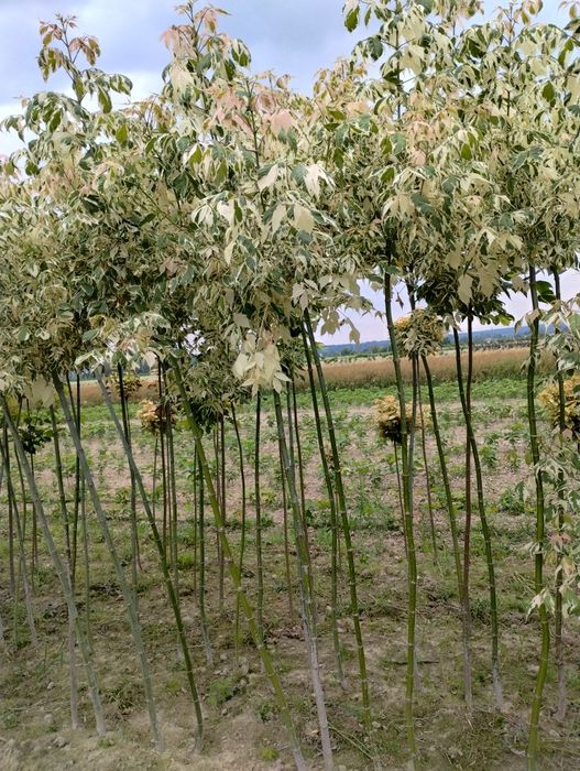 Klony Flamingo kopane  z gruntu