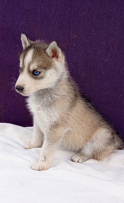 Девченка хаски в продаже