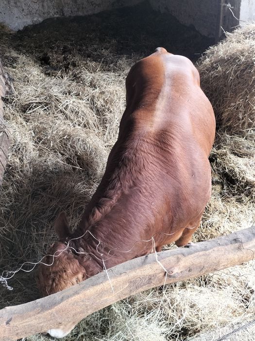 Byk limousine 100% rozpłodnik