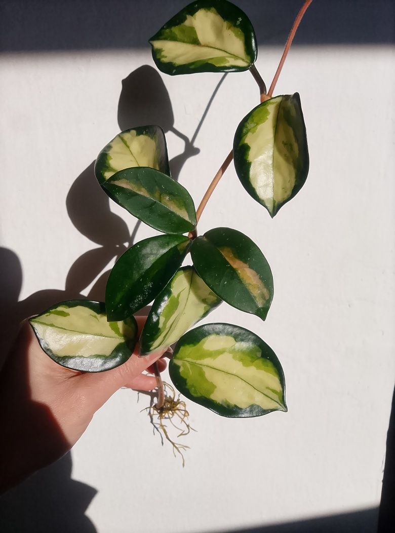 Syngonium monstera hoya variegata varie bondiealbomarginata epi