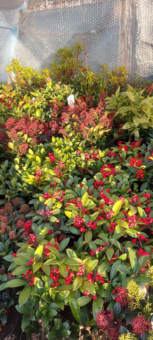 Skimmia Japonica,  żeńskie odmiany I męskie