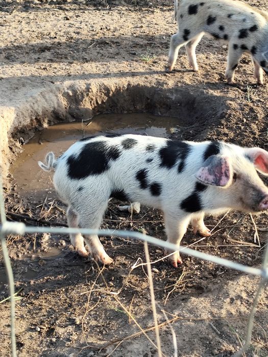Leitões malhados de Alcobaça x mangalitsa