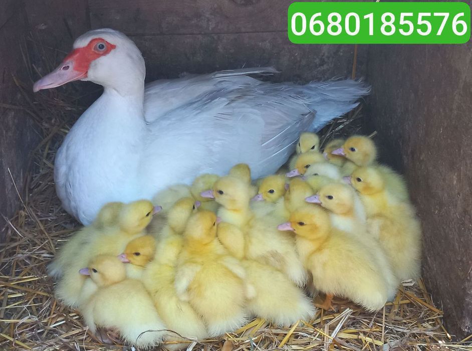 Мускусні Індокаченята шипуни , білі німецької лінії