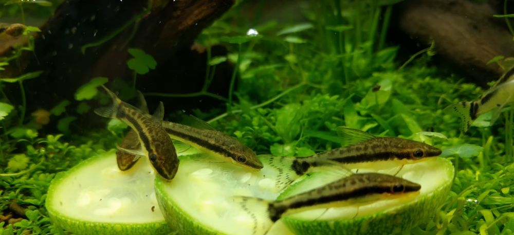 Otocinclus macrospilus 2-3cm