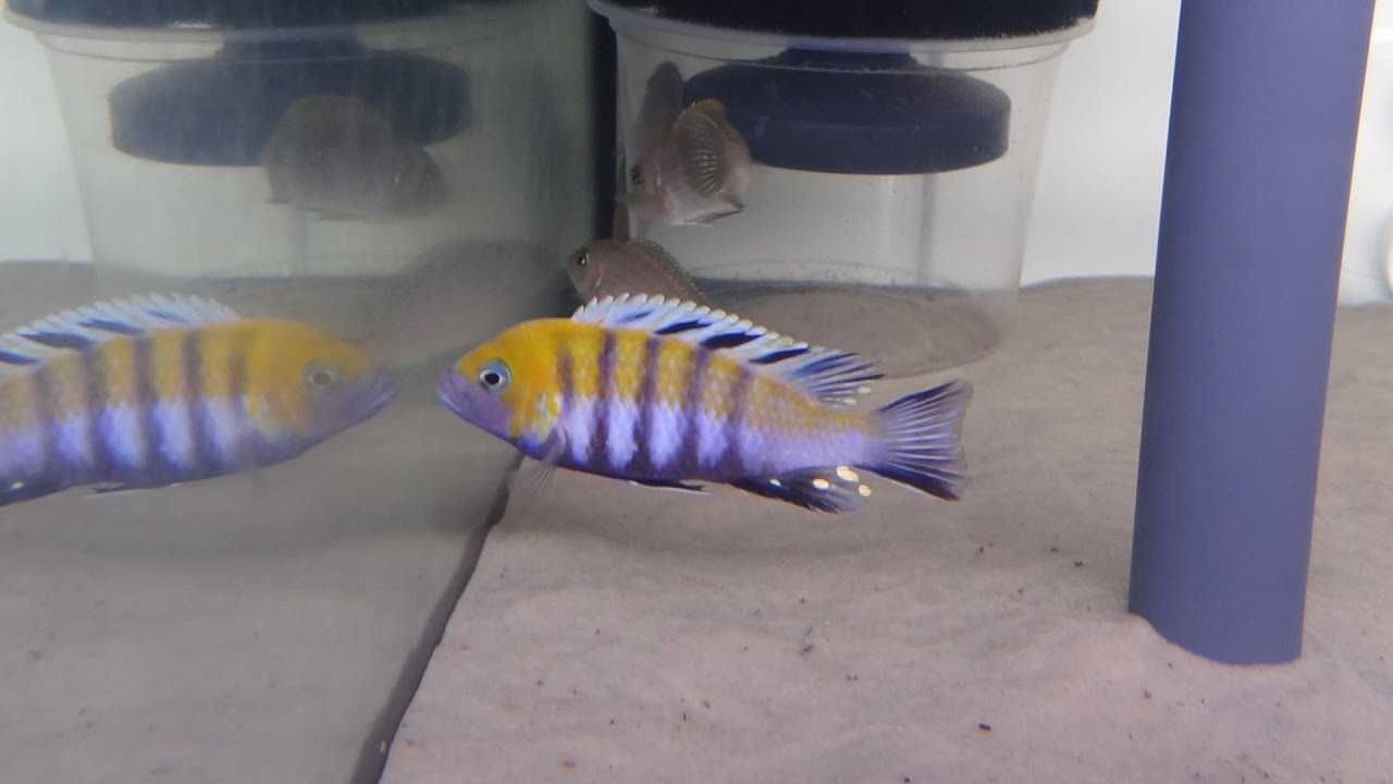 Cynotilapia afra "Cobue" , Pyszczak afra "Cobue", pyszczaki, malawi