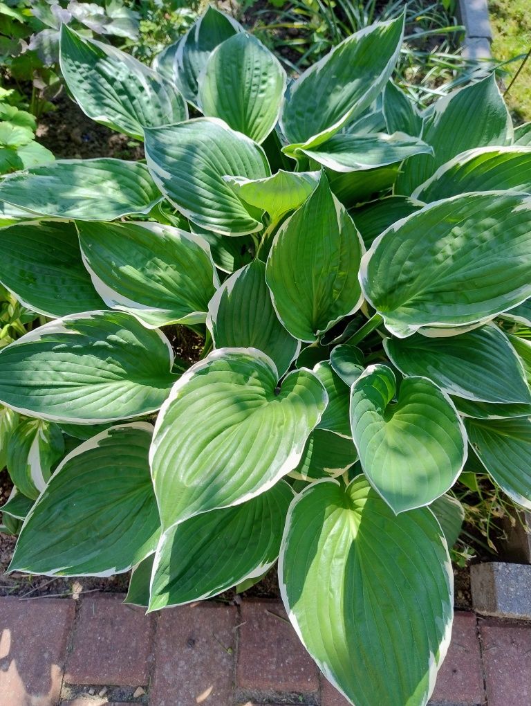 Funkia/hosta dwubarwna, zestaw 2 doniczek z roślinami