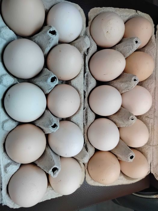 Świeże jajeczka wiejskie