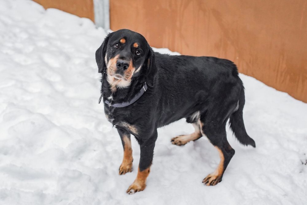 Jawor szuka doświadczonego domu! OTOZ Animals Schronisko Ciapkowo.