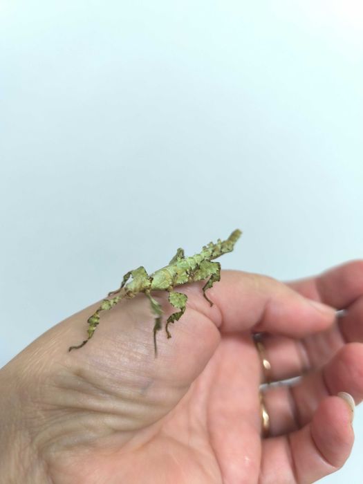 Комахи палочники