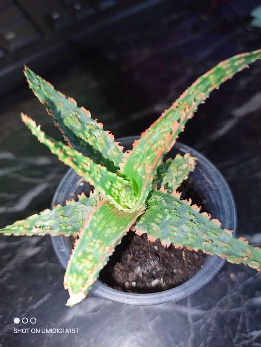 Алое Рауха, Aloe rauhii, Алоэ Рауха