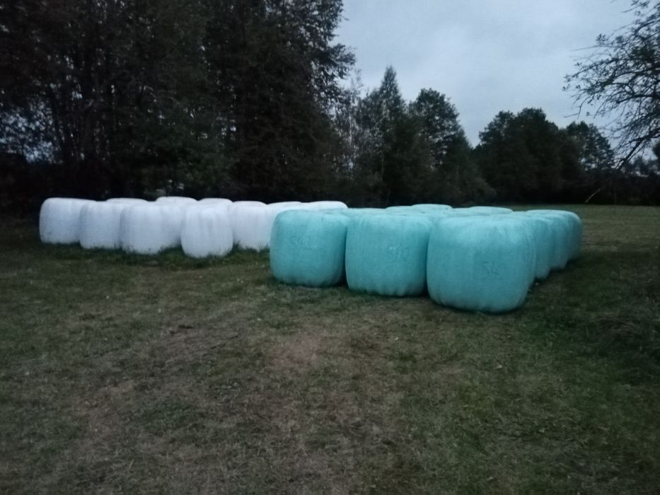 Bele siana i sianokiszonki