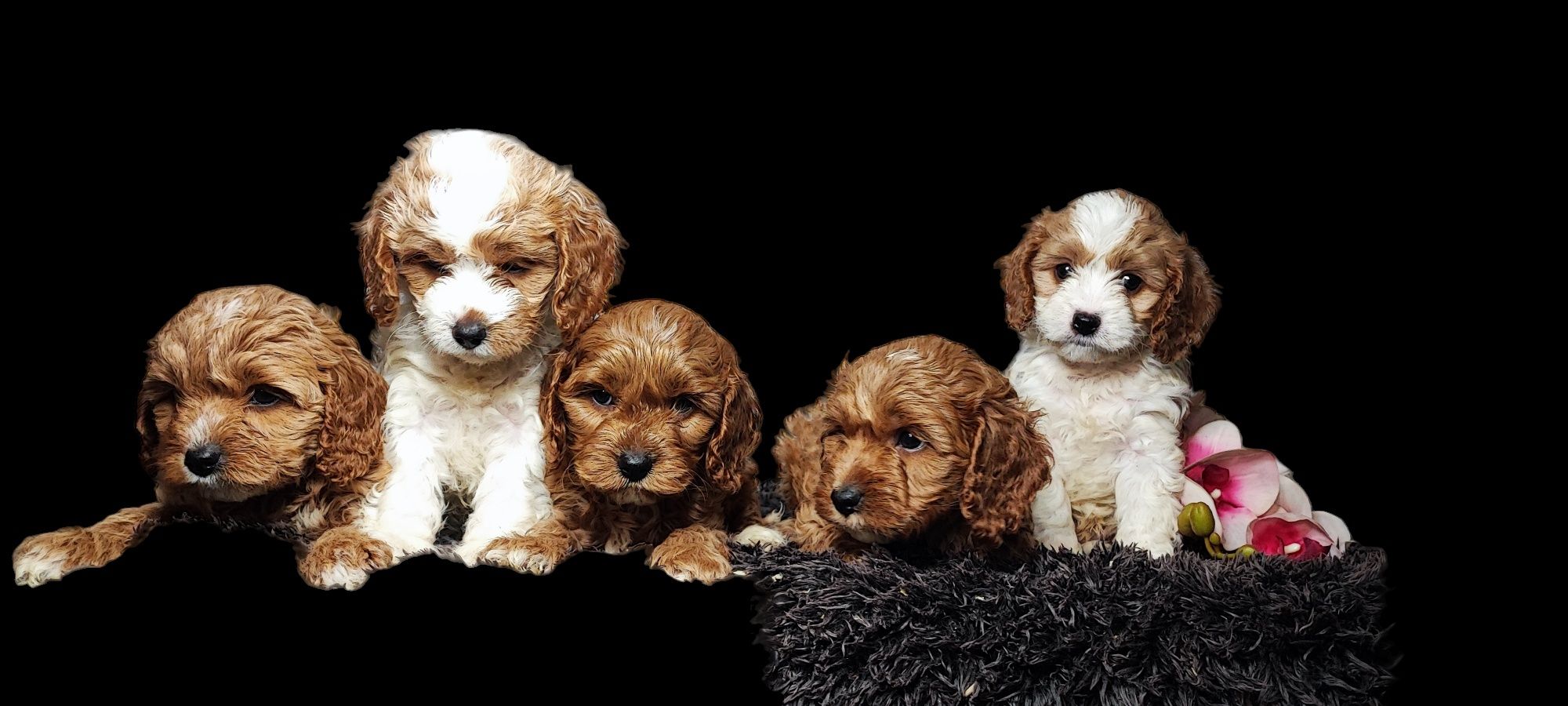 Cavapoo cavadoodle cavalier pudel