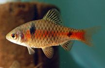 Brzanka odeska (ryba akwariowa)