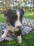 Border Collie Holi