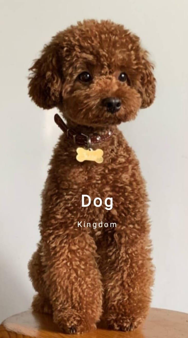 Cavapoo Pudel Toy Cockapoo