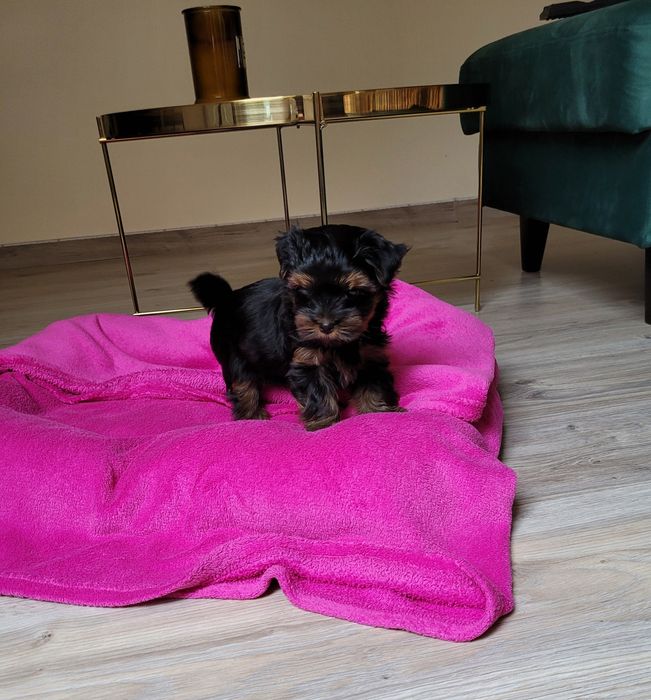 Yorkshire terrier sunia ciemne umaszczenie